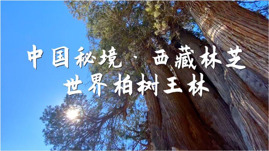 专家建议法定婚龄降到18岁，你是赞成还是反对？游戏画面
